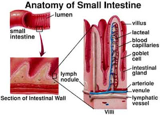 BIOLOGY BLOG, : VILLI IN SMALL INTESTINE biology eye diagram label 