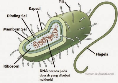 Eukariota adalah bakteri yang