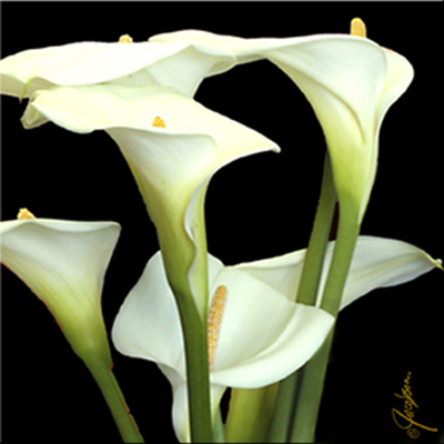 Calla lily - Water Plants