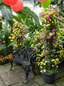 Allan Gardens Conservatory 2015 Fall Chrysanthemum Show bench display by garden muses-not another Toronto gardening blog