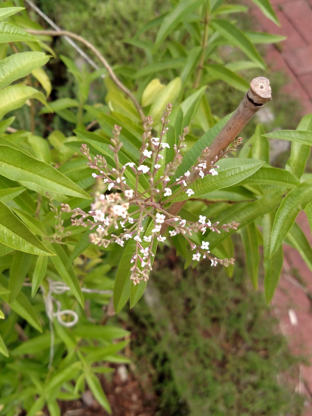 Lemon Verbena Ladys Herb Garden Lemon Verbena Living How Did I Miss