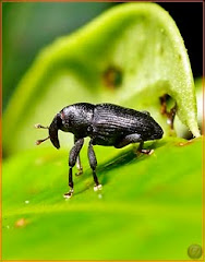 elephant Beetle