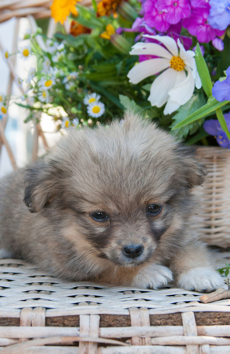 Potential Causes of Problems in Pet Store Puppies