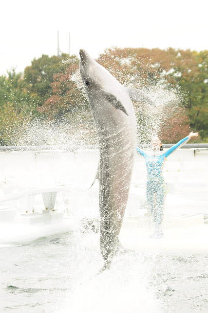 Dolphin show at Kyoto Aquarium