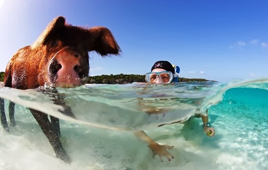 Exuma Cays isla de los cerdos nadadores
