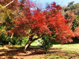 法華堂跡の紅葉