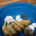 PETUA PISANG TAHAN LEBIH LAMA