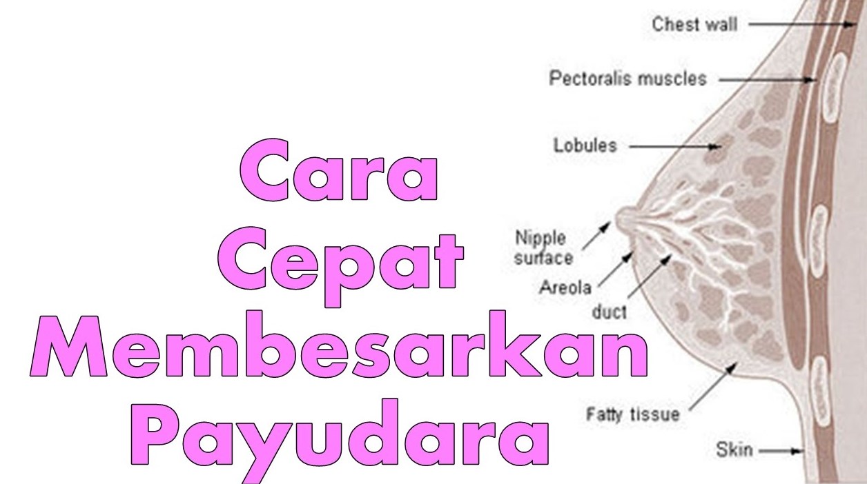 Cara Membesarkan Payudara Cepat dan Ampuh 1 Minggu