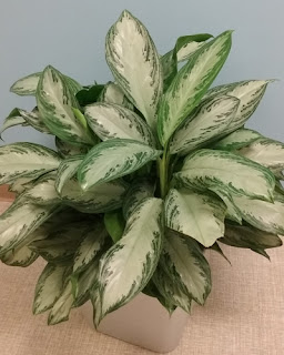 Aglaonema Silver Bay Indoor Plant