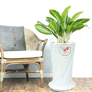 cây để bàn làm việc cho người mệnh thủy cây để bàn làm việc