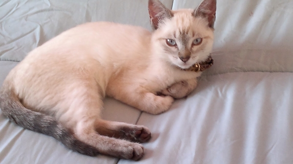 gato-siames-personalidad-cuidados