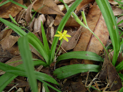 Argentina nativa: Pasto estrella (Hypoxis decumbens)