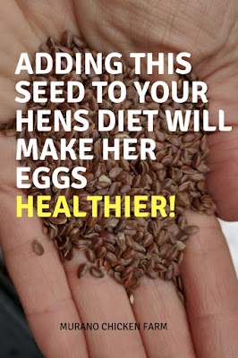 Flax seeds for chickens feed