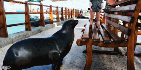 갈라파고스에서 동물과 인간의 공존 ㅋㅋㅋ.jpgif | 인스티즈