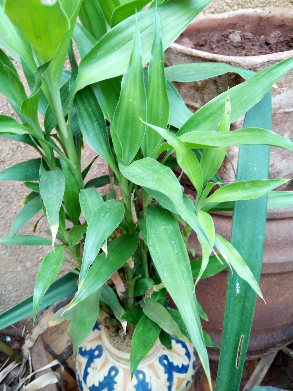 Garden Care Simplified How to Save Chinese Goodluck Bamboo Plant 8