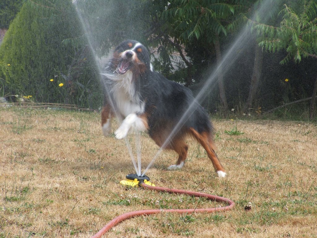 32 Dogs play in sprinklers (32 pics) Amazing Creatures