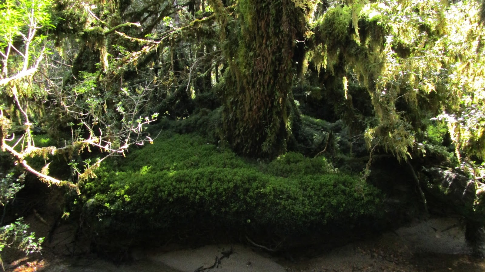 Life in Patagonia Bosque Encantado (real life enchanted forest!)