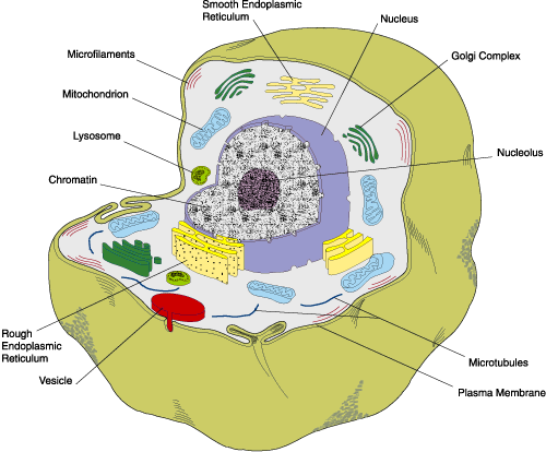 Cell membrane animal cell ~ Geoweek's
