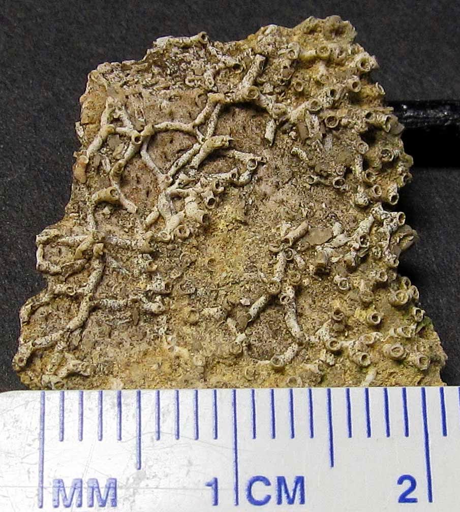 Louisville Fossils and Beyond May 4, 2014