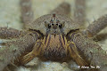 My Spiders of Borneo