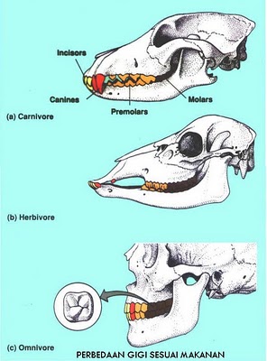 Bentuk Gigi Hewan Karnivora Herbivora Dan Omnivora - Berbagi Bentuk Penting