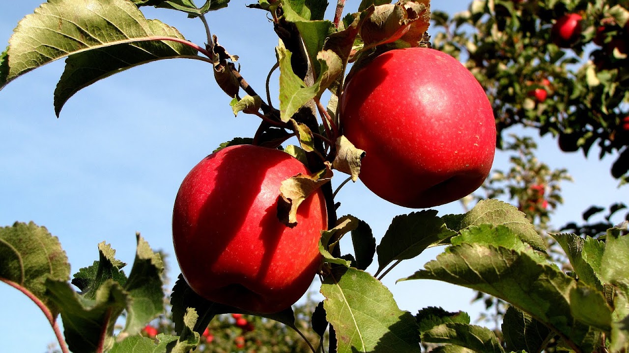 Pink Lady Tree Pink Choices