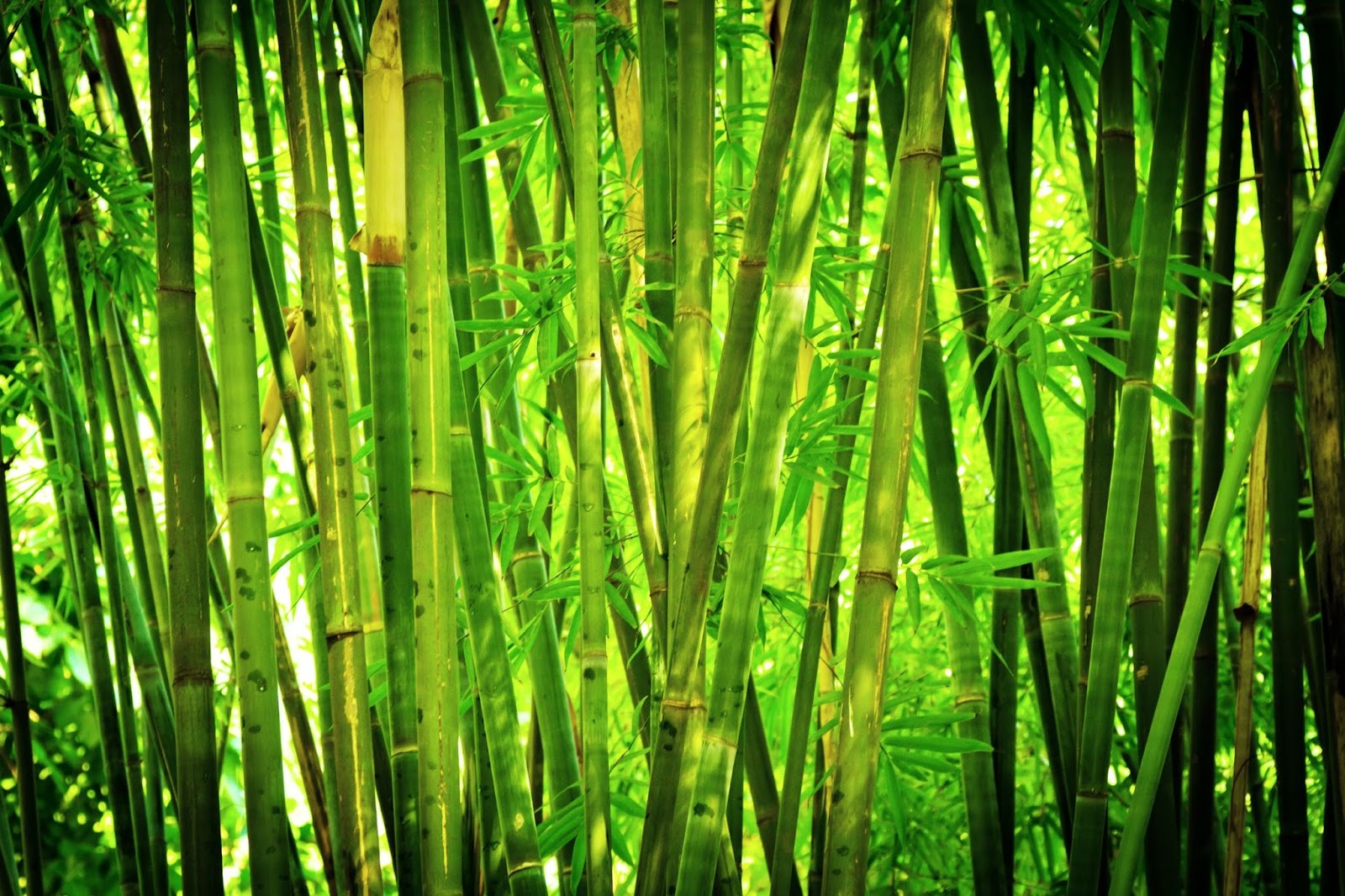 Fun Facts Bamboo