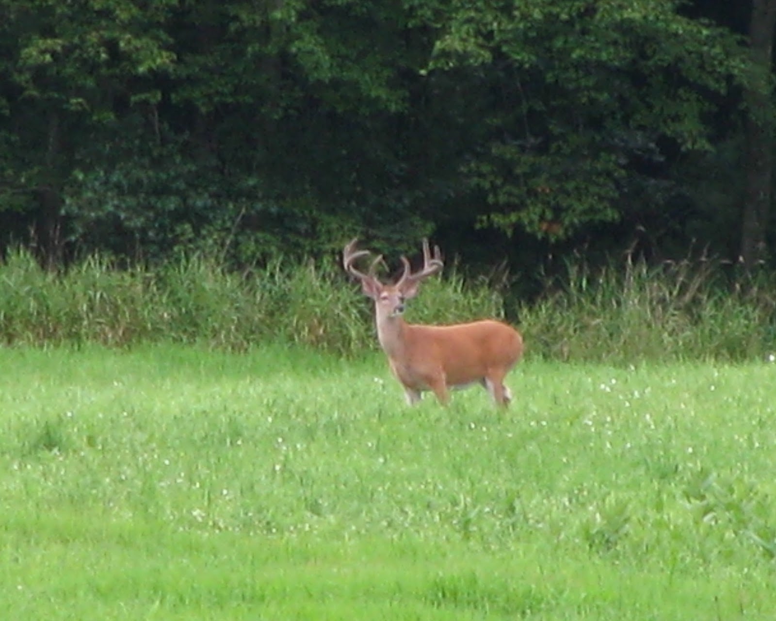 ActionshotsNH OH Deer Deer Antler Growth