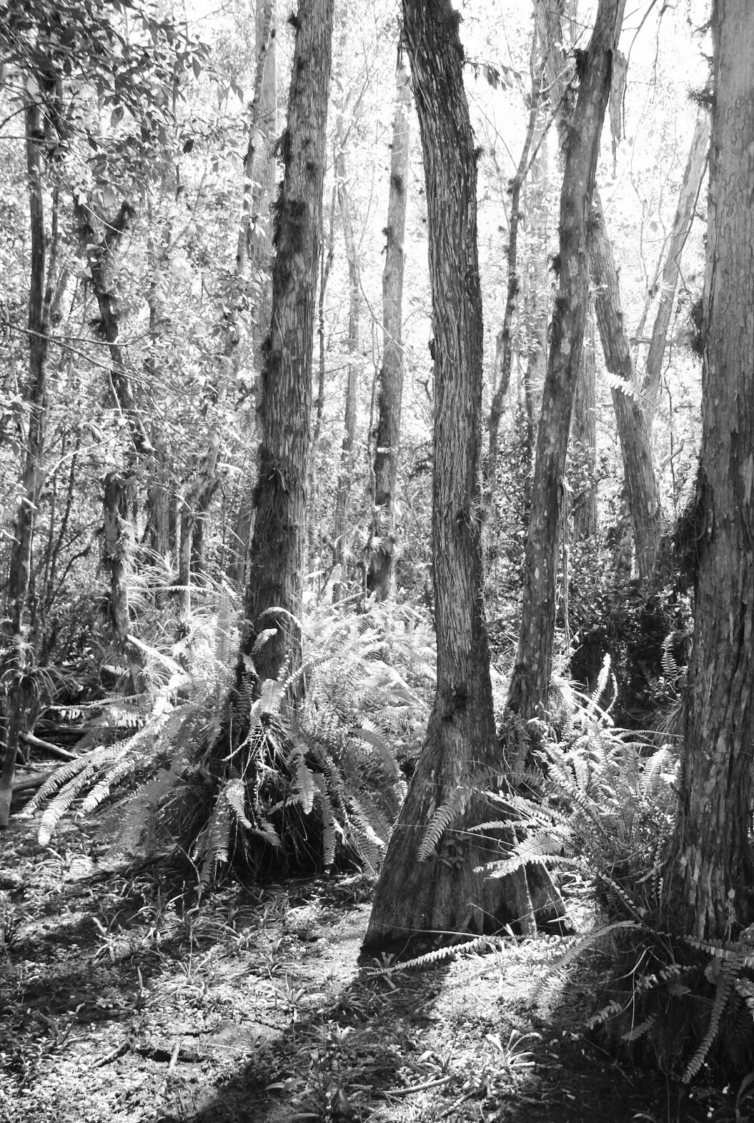 Southwest Daily Images Clyde Butcher Art Gallery