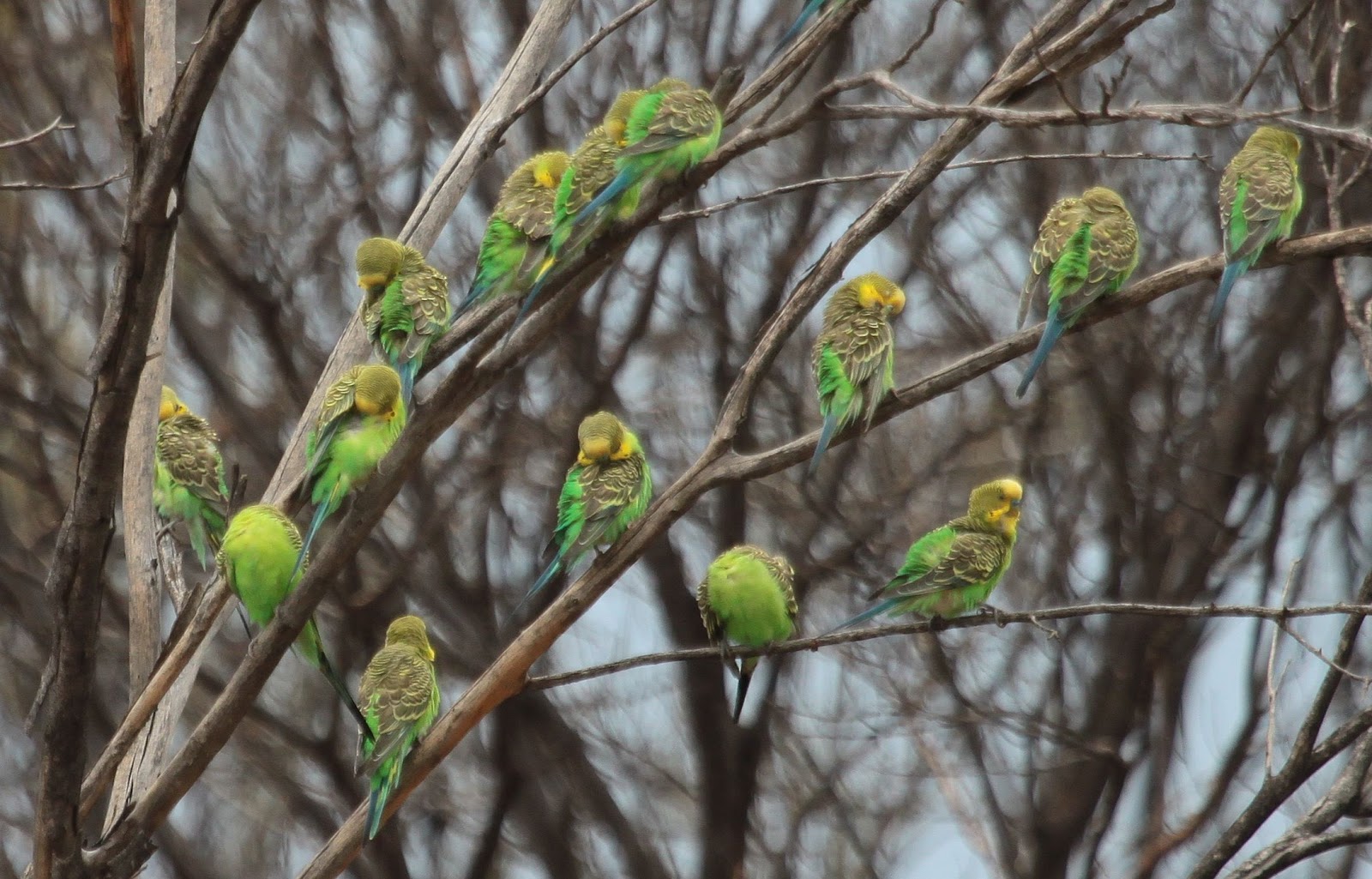 Budgerigar+Tree+2012_11_05+05.jpg