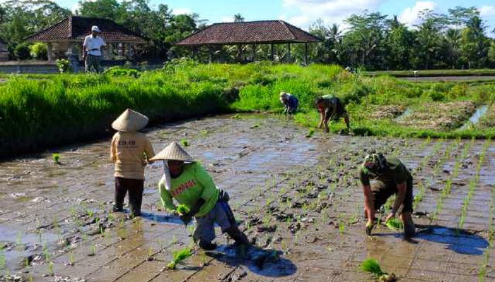 Mentan: RI Kekurangan 20 Ribu Penyuluh Lapangan
