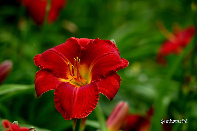 Hemerocallis%2Bred%2Bvelvet%2Bdaylily.JPG