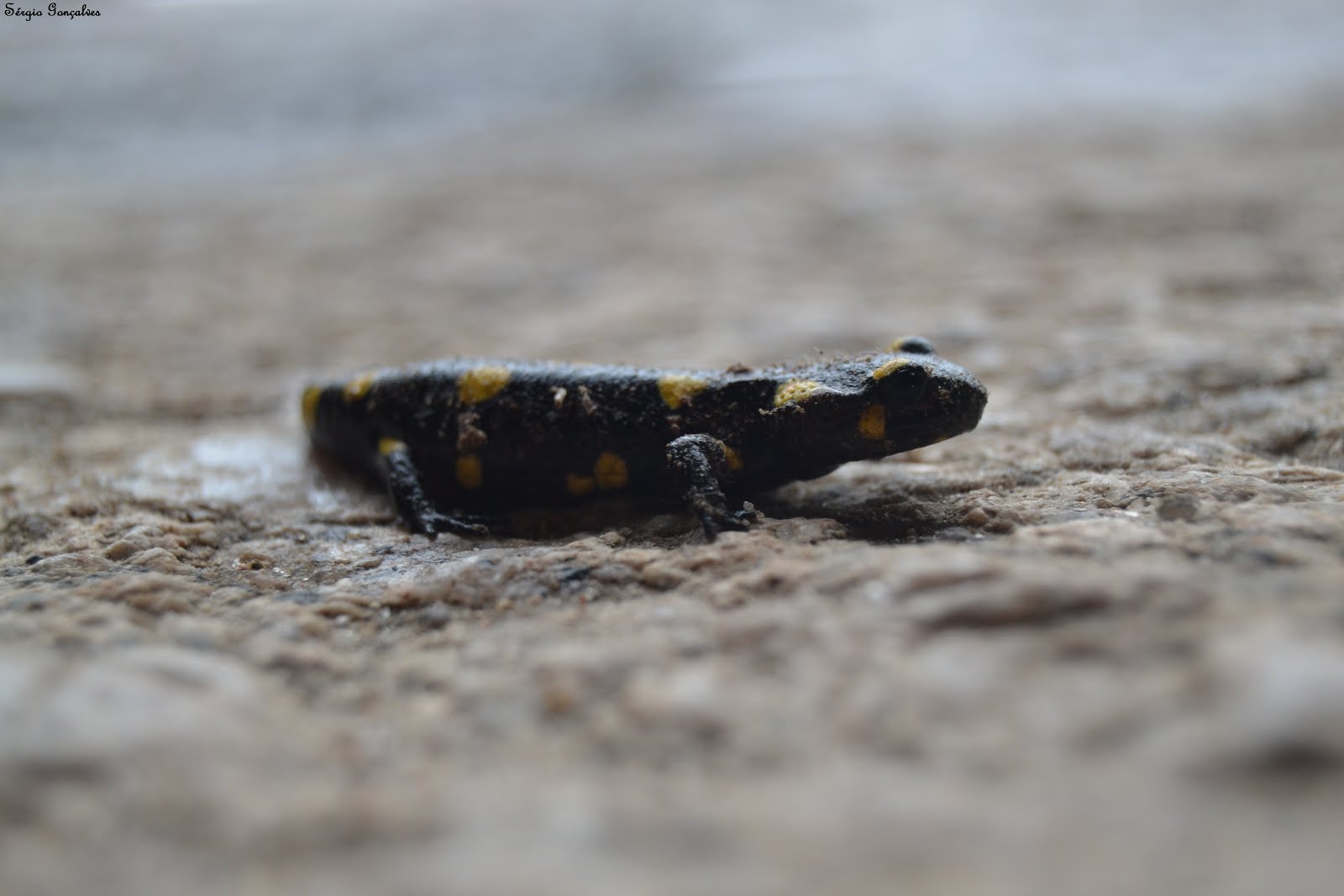 A salamandra-de-fogo, salamandra-comum ou salamandra-de-pintas-amarelas  - Salamandra salamandra.