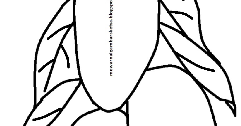 Mewarnai Gambar Mewarnai Gambar Sketsa Buah Mangga 1