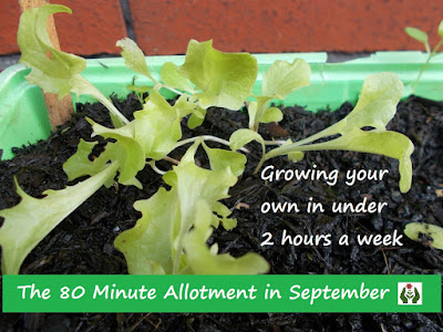 Growing your own The 80 Minute Allotment September