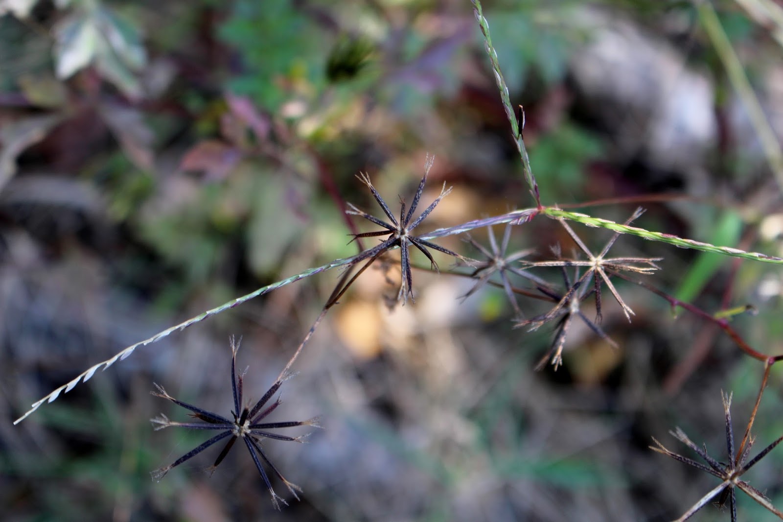 At The Farm... Spanish Needles Are Not My Favorite
