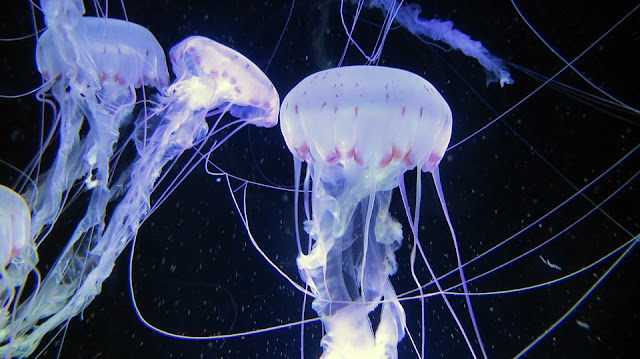 Image: Jellyfish at Ozeaneum Stralsund, by Dieter_G on Pixabay