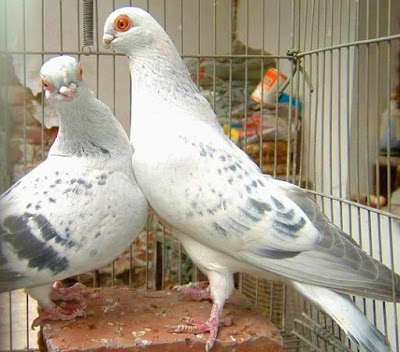 ice pigeons