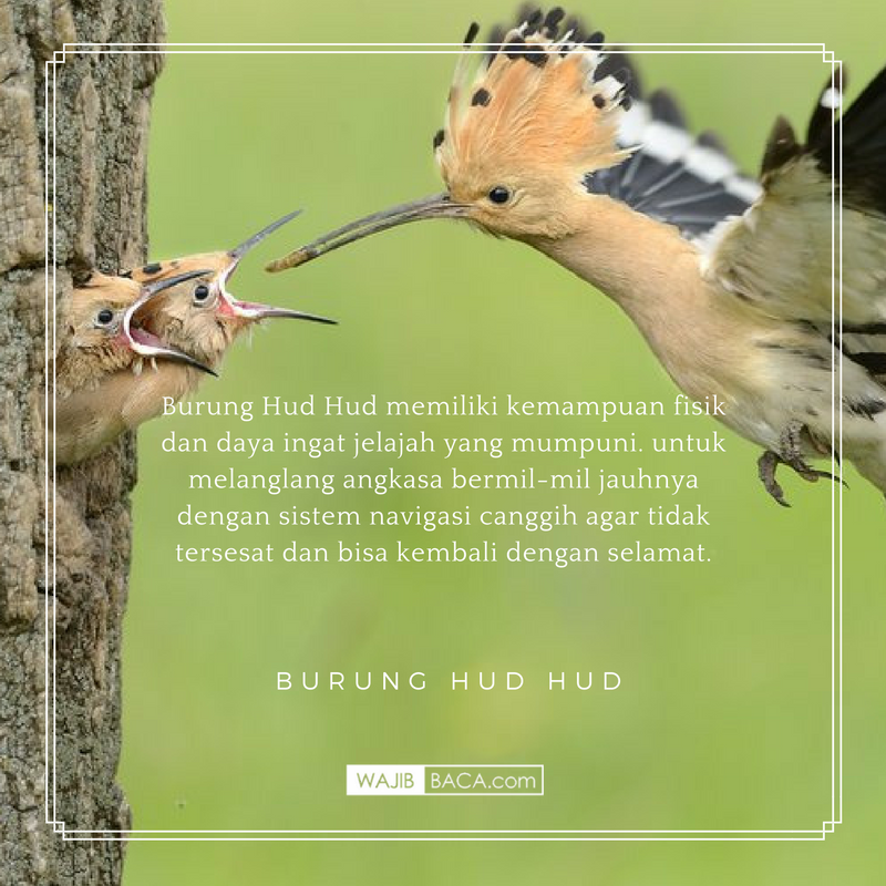 Perlu Disimak Hewan Inilah Yang Tercantum Dalam Al Quran Dengan