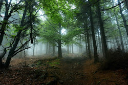 nature mountains path soul owlish amazing forest woods misty designzzz natur beauty most wallpapers deviantart collection photographers pavan awakens anew