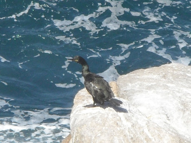 Phalacrocorax aristotelis