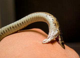 ruyada yilan sokmasi ruya tabirleri