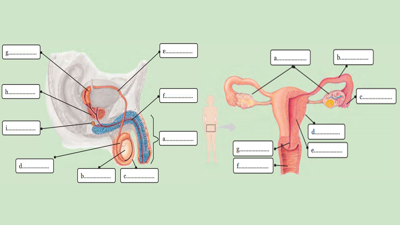 Soal Pilihan Ganda Sistem Reproduksi Pada Manusia dan Jawaban - Cuntorio