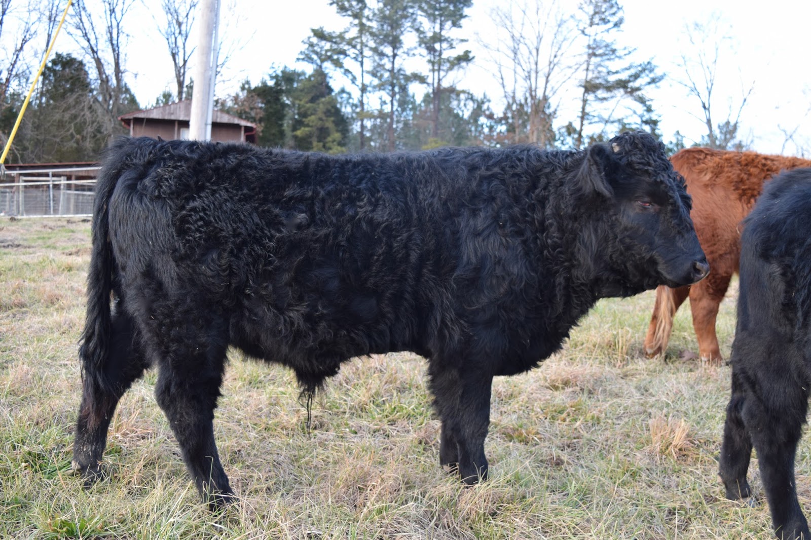 Adventures on Zephyr Hill Farm Registered Dexter Cattle For Sale