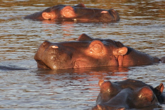 Muy monos, pero tremendamente agresivos los hipopótamos