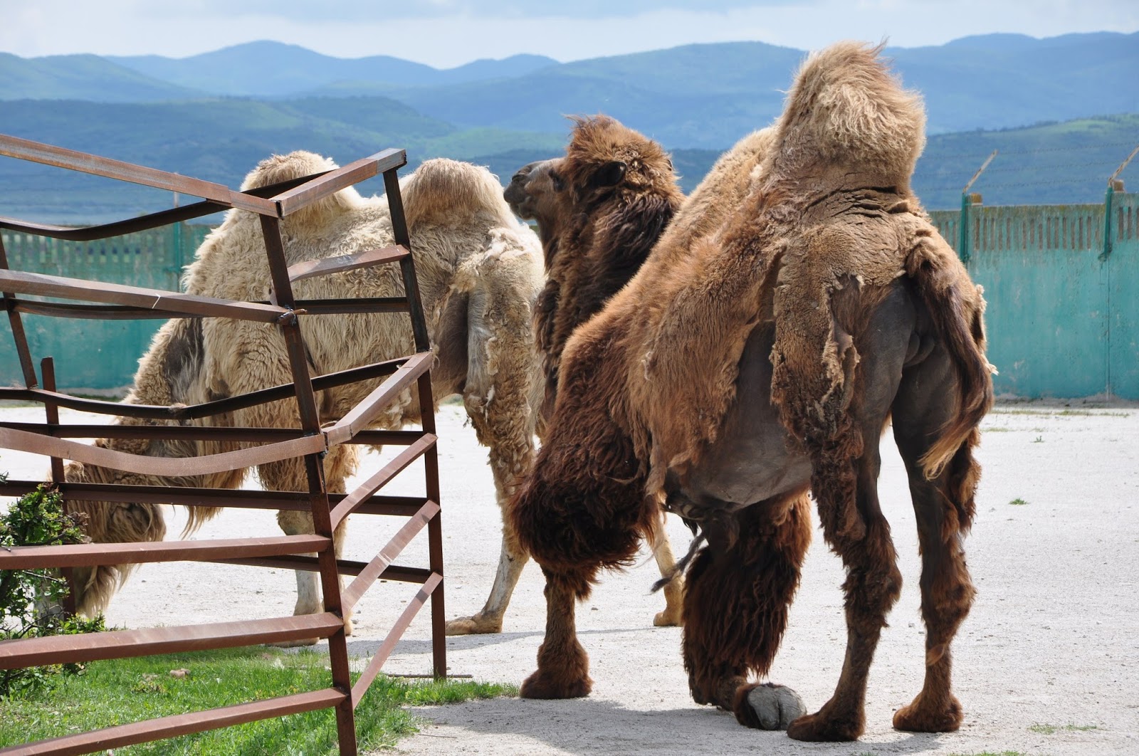 парк тайган обезьяны. парк львов тайган и обезьяна. куда делся томик из тайгана обезьянка. зубков тайган. орангутанг дана в тайгане.