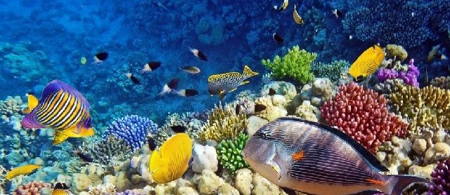 Gambar Ikan di Laut Hidup dari Jenis Konsumsi dan Ikan Hias