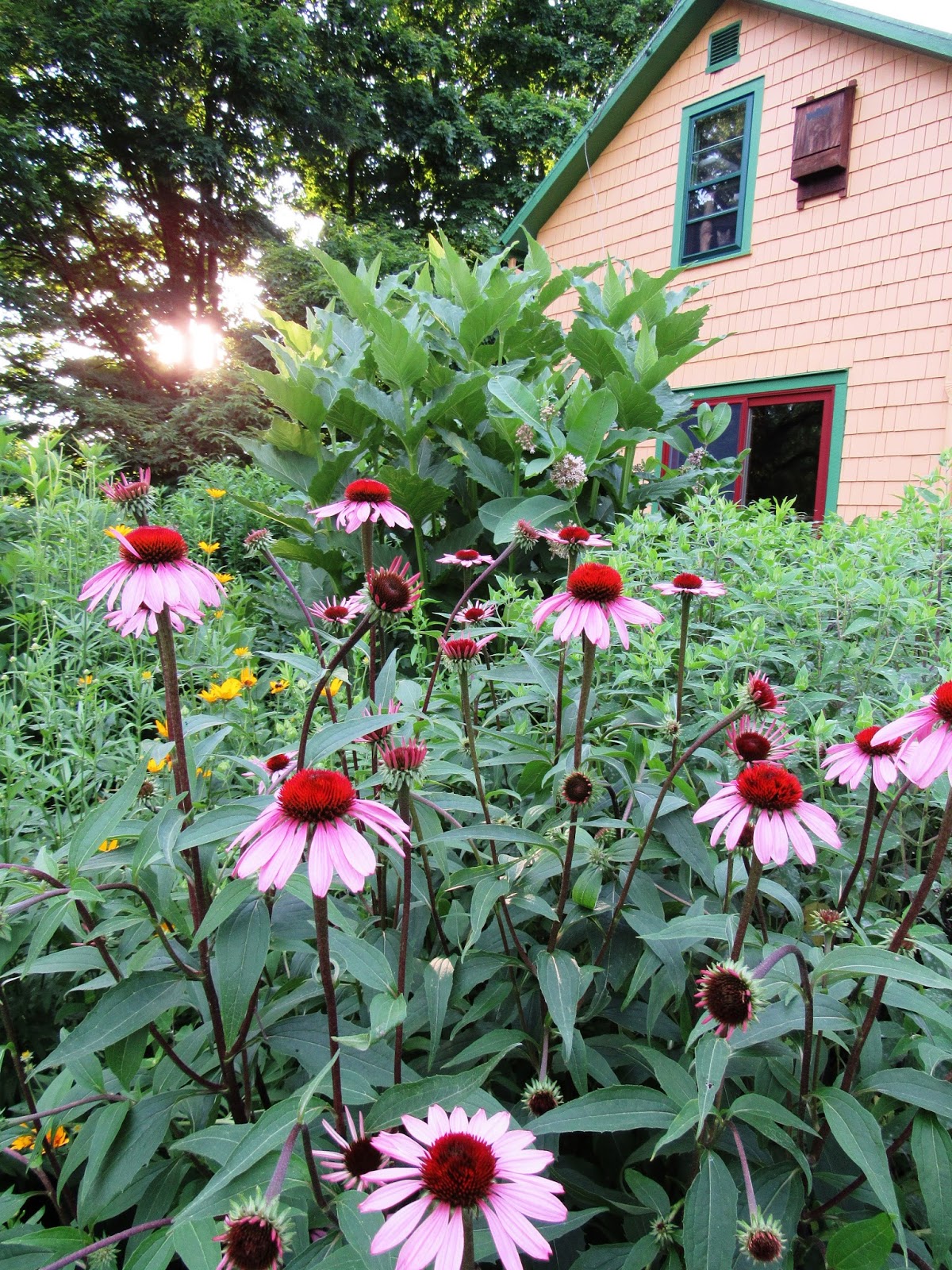 the common milkweed Blooms & Edible Columbus