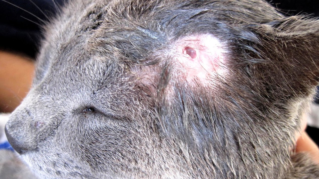 Cat Bite Infection Treatment Cat Choices