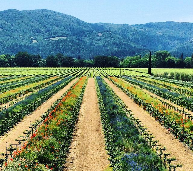 Wisata Negeri Anggur Napa & Sonoma, Wajib Bagi Traveler Untuk Coba Jalan-Jalan Kesana Wisata Negeri Anggur Napa & Sonoma, Wajib Bagi Traveler Untuk Coba Jalan-Jalan Kesana
